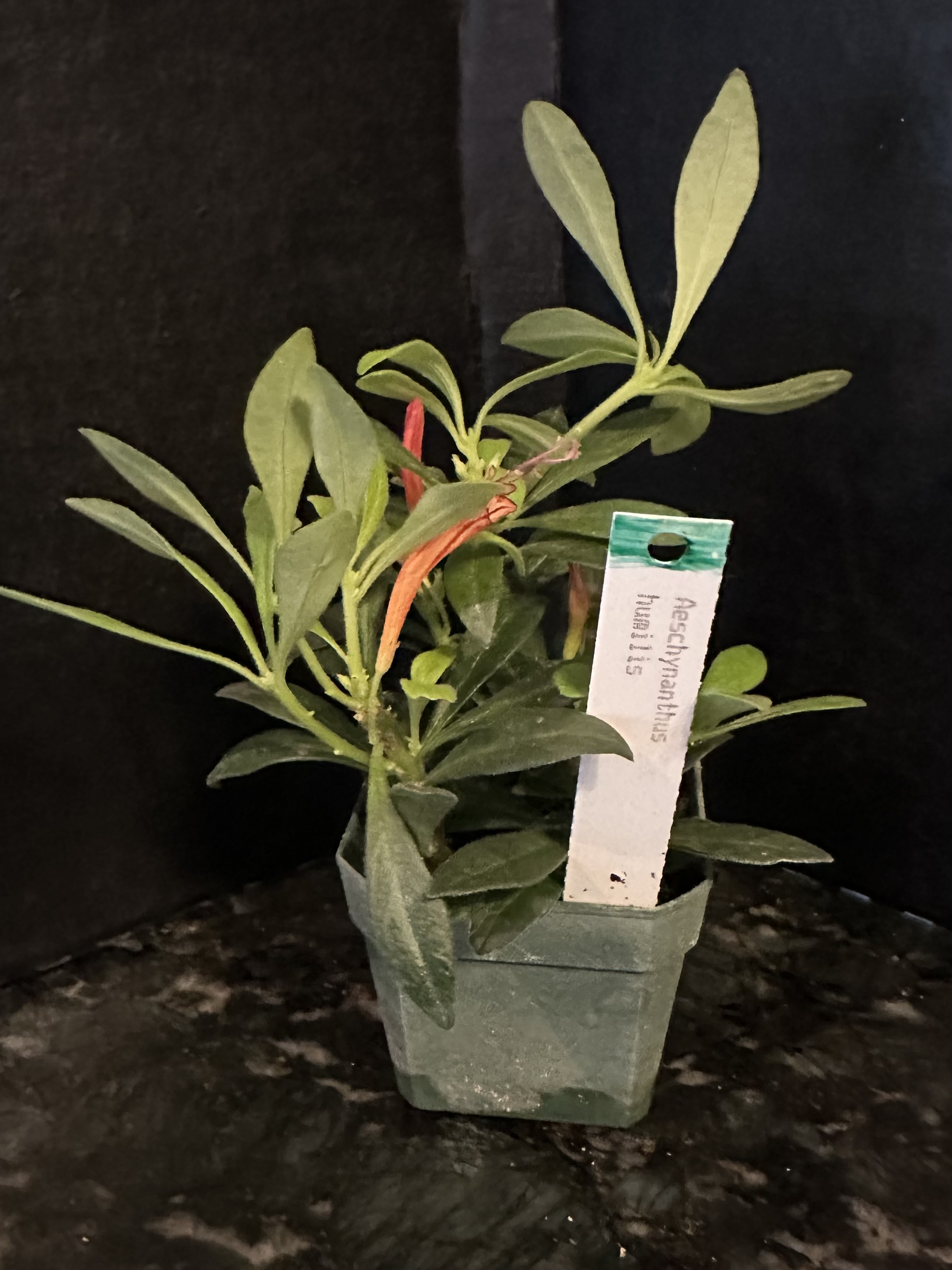 http://www.cloudjungle.com/cloudjungle/gesneriaceae/aeschynanthus/aeschynanthus humilis.jpeg